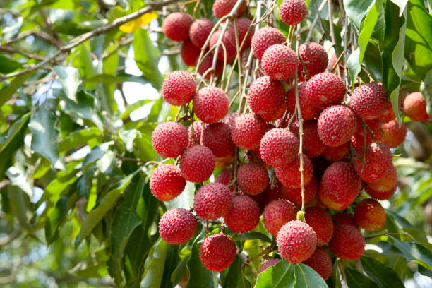 Litchi - Fresh Produce