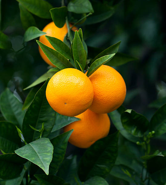 Orange - Fresh Produce